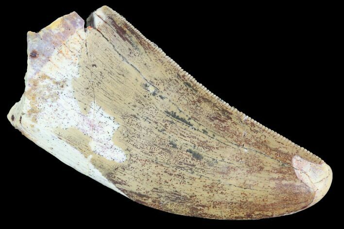 Serrated, Juvenile Carcharodontosaurus Tooth - Robust Tooth #100101